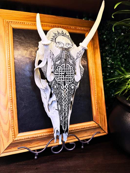 Framed Deer Skull - Buck